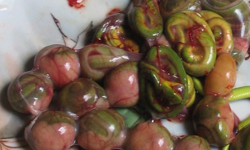 Lầm tưởng những “thần dược” chữa yếu sinh lý ghê rợn