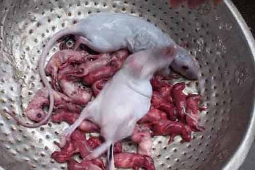 Lầm tưởng những “thần dược” chữa yếu sinh lý ghê rợn