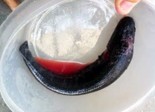 Cá quả Tàu tiêm thuốc mê đổ về chợ