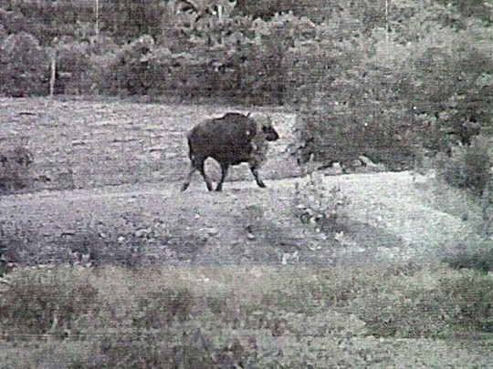 Bò tót về làng, dân Bình Thuận hốt hoảng