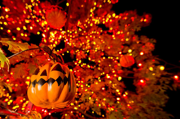 Halloween với những trái bí ngô kỳ bí, huyền ảo Halloween với những trái bí ngô kỳ bí, huyền ảo