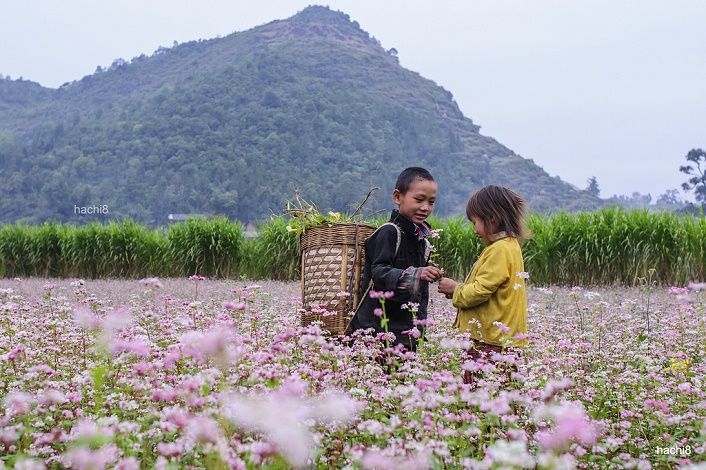 Ngẩn ngơ với sắc hoa tam giác mạch mùa Thu Tây Bắc