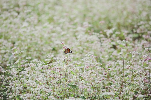 Ngẩn ngơ với sắc hoa tam giác mạch mùa Thu Tây Bắc