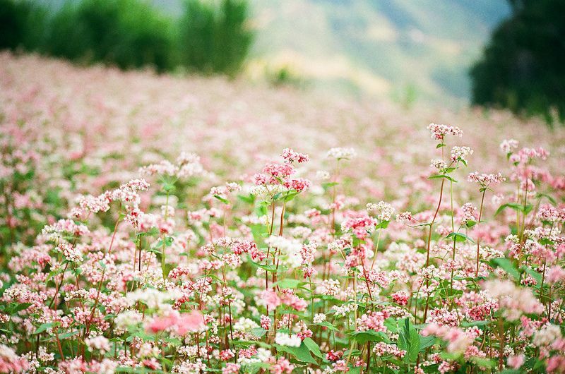 Ngẩn ngơ với sắc hoa tam giác mạch mùa Thu Tây Bắc