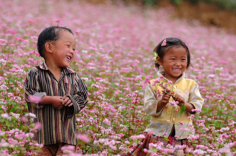 Ngẩn ngơ với sắc hoa tam giác mạch mùa Thu Tây Bắc