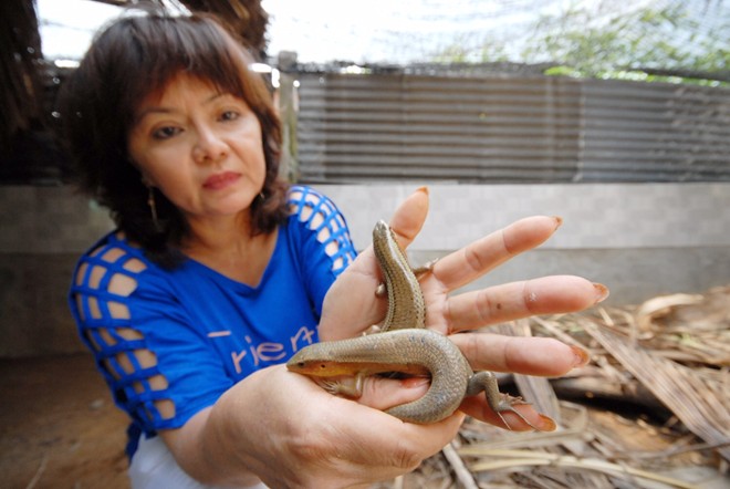 Nuôi rắn mối bán cho dân nhậu, thu trăm triệu ở miền Tây