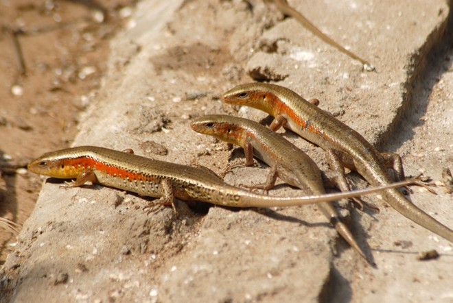 Nuôi rắn mối bán cho dân nhậu, thu trăm triệu ở miền Tây