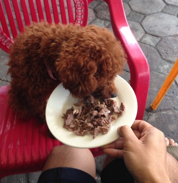 Phẫn nộ chú chó Poodle bị đánh vô cớ đến chết ở Hà Nội