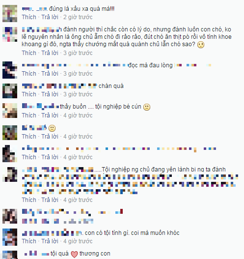 Phẫn nộ chú chó Poodle bị đánh vô cớ đến chết ở Hà Nội