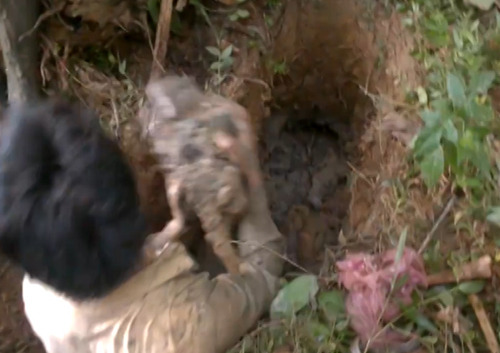 Hy hữu: Trai làng bắt 10 con cá trê trên cạn