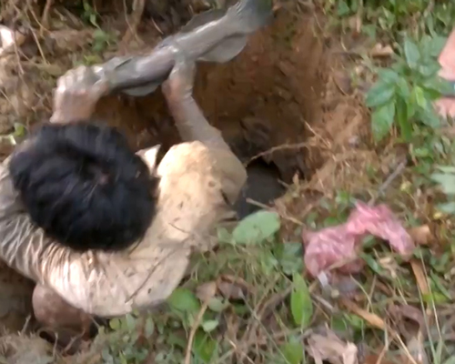 Hy hữu: Trai làng bắt 10 con cá trê trên cạn