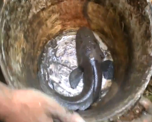 Hy hữu: Trai làng bắt 10 con cá trê trên cạn