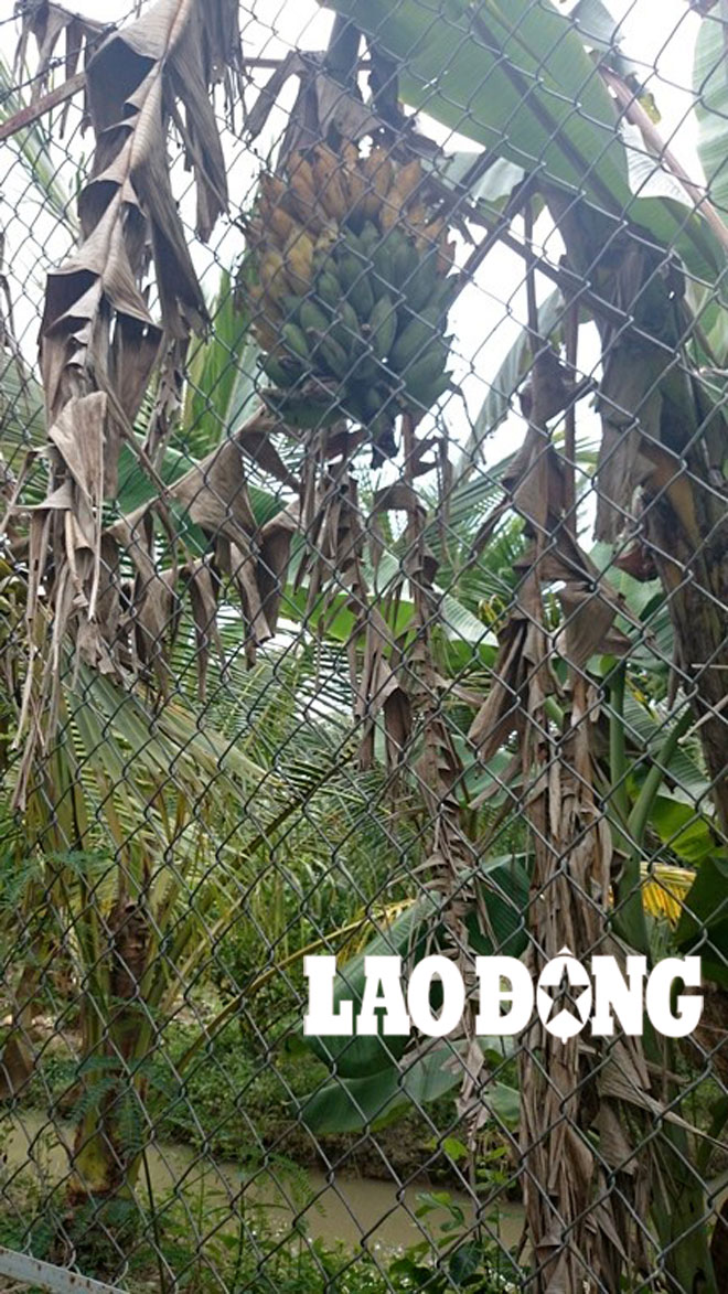 Biệt thự của ông Trần Văn Truyền vì sao được chú ý?