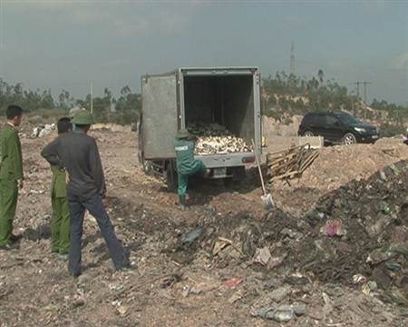 Bắt giữ và tiêu hủy 1,4 tấn cá nóc có độc tố