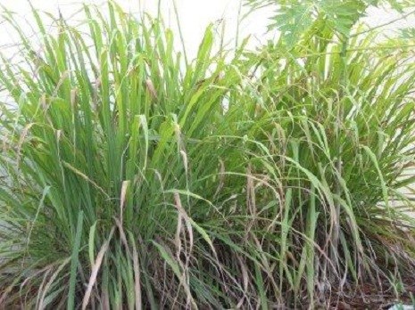 Rắn lục đuôi đỏ sợ gì?