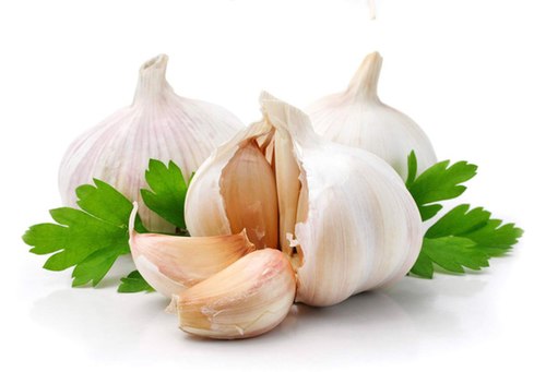 Rắn lục đuôi đỏ sợ gì?