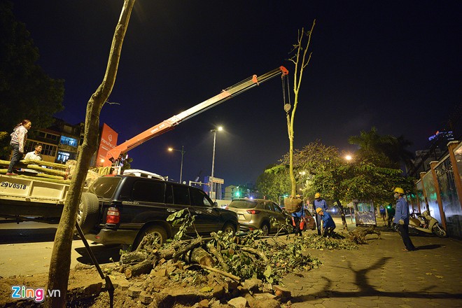Đốn 200 cây không đạt chuẩn ở “đường ảnh cưới”