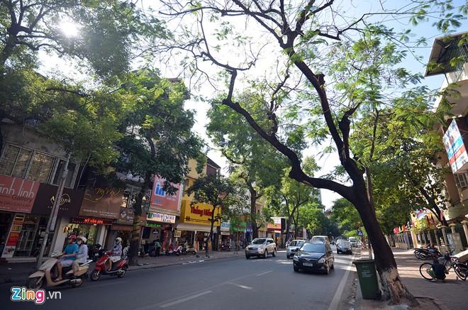 Đốn 200 cây không đạt chuẩn ở “đường ảnh cưới”