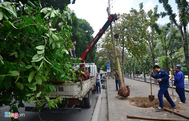 Đốn 200 cây không đạt chuẩn ở “đường ảnh cưới”