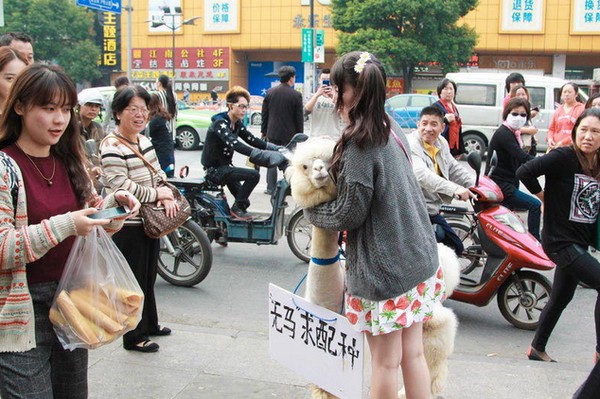 Những loài động vật xuất hiện cùng chủ trên phố gây chú ý