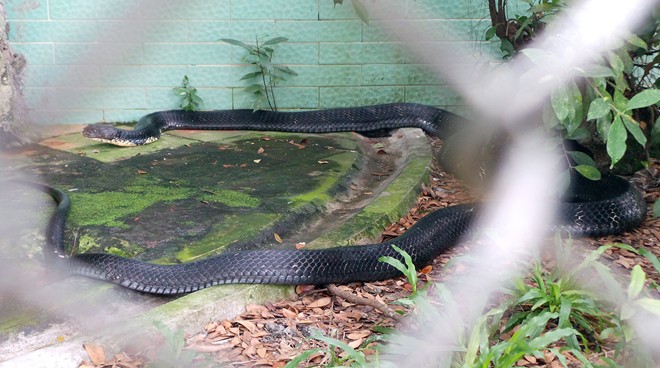 Bốn con hổ mang chúa dài hơn 3 mét thấy người là tấn công