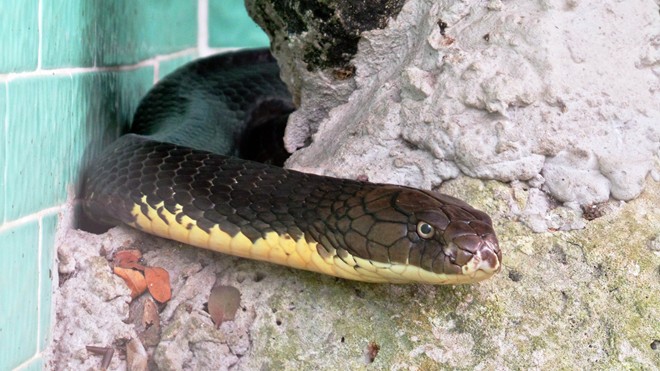 Bốn con hổ mang chúa dài hơn 3 mét thấy người là tấn công