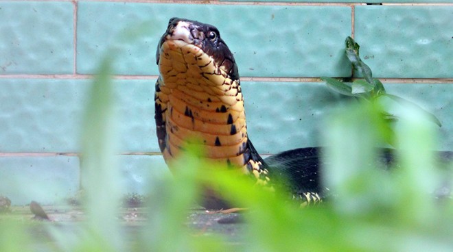 Bốn con hổ mang chúa dài hơn 3 mét thấy người là tấn công