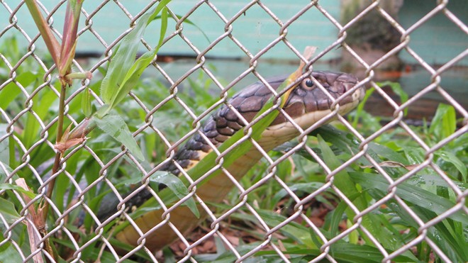 Bốn con hổ mang chúa dài hơn 3 mét thấy người là tấn công