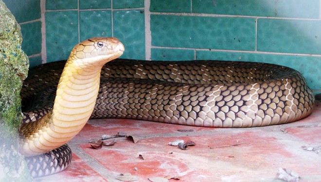 Bốn con hổ mang chúa dài hơn 3 mét thấy người là tấn công