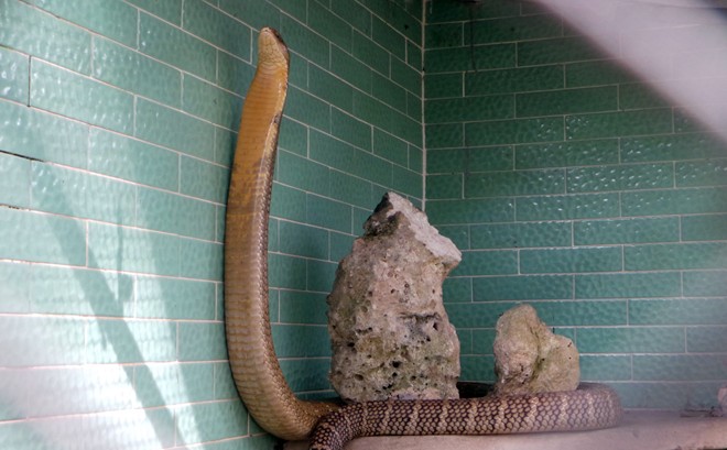 Bốn con hổ mang chúa dài hơn 3 mét thấy người là tấn công