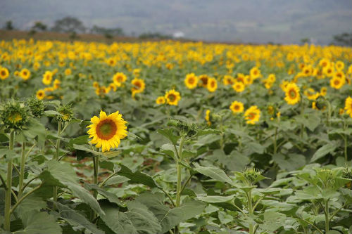 Lạc bước vào cánh đồng Hoa hướng dương ở Nghệ An