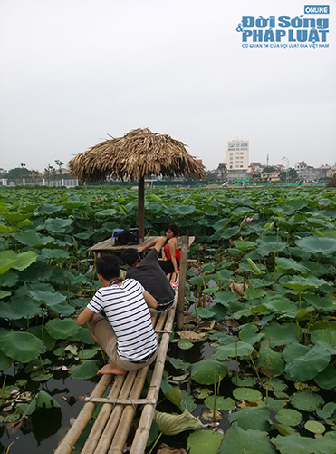 Để có một tấm hình đẹp với Hồ sen