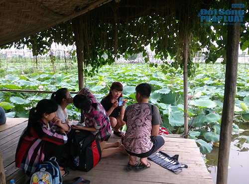 Để có một tấm hình đẹp với Hồ sen