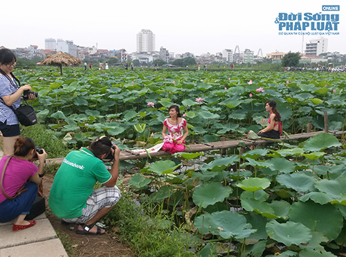 Tư thế chụp ảnh “khó đỡ” ở đầm sen Tây Hồ