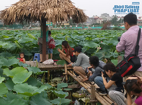 Tư thế chụp ảnh “khó đỡ” ở đầm sen Tây Hồ