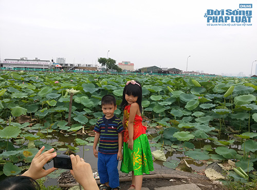 Để có một tấm hình đẹp với Hồ sen
