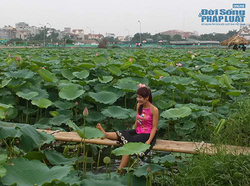 Tư thế chụp ảnh “khó đỡ” ở đầm sen Tây Hồ