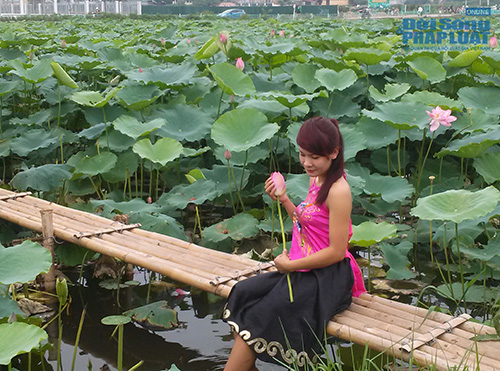 Để có một tấm hình đẹp với Hồ sen