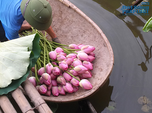 Để có một tấm hình đẹp với Hồ sen