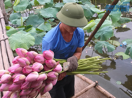 Để có một tấm hình đẹp với Hồ sen