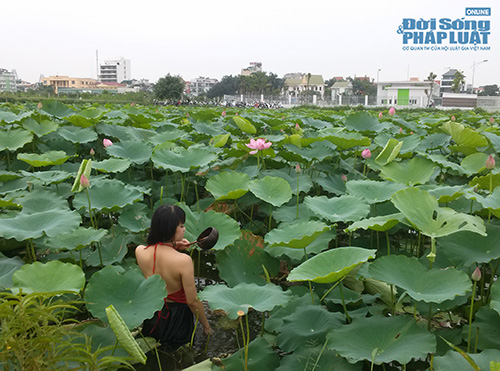 Tư thế chụp ảnh “khó đỡ” ở đầm sen Tây Hồ