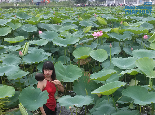 Tư thế chụp ảnh “khó đỡ” ở đầm sen Tây Hồ