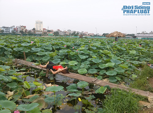 Tư thế chụp ảnh “khó đỡ” ở đầm sen Tây Hồ