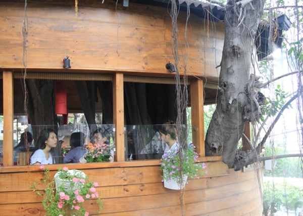 Người Sài Gòn uống cà phê… trên cây cổ thụ