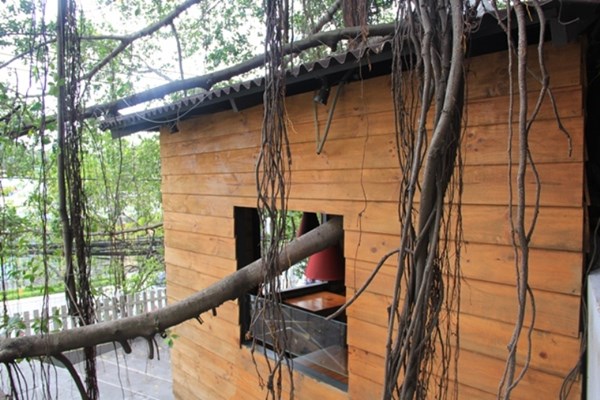 Người Sài Gòn uống cà phê… trên cây cổ thụ