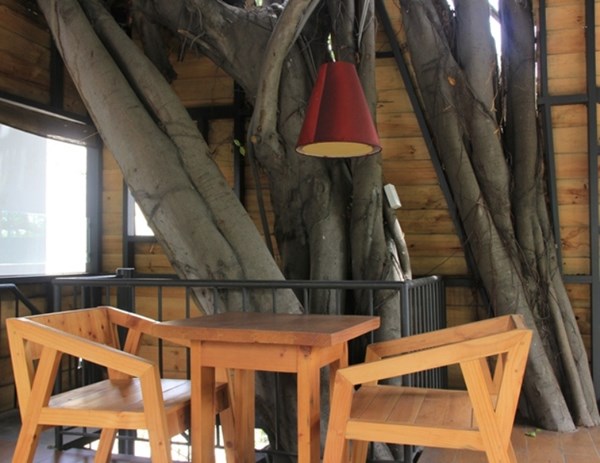 Người Sài Gòn uống cà phê… trên cây cổ thụ