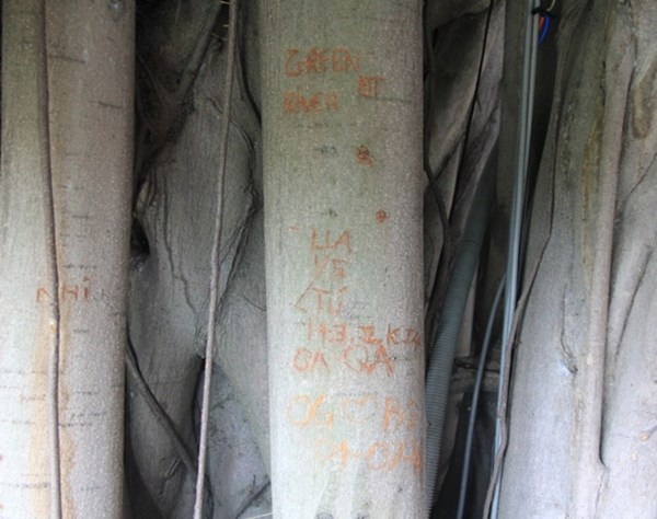 Người Sài Gòn uống cà phê… trên cây cổ thụ