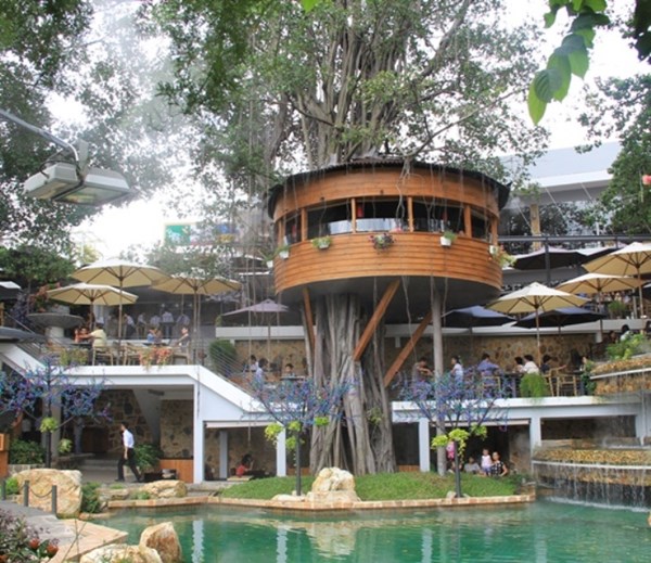 Người Sài Gòn uống cà phê… trên cây cổ thụ