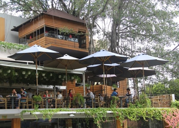 Người Sài Gòn uống cà phê… trên cây cổ thụ