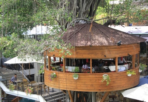 Người Sài Gòn uống cà phê… trên cây cổ thụ